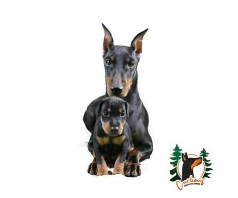 Curlious Reg’d Manchester Terriers