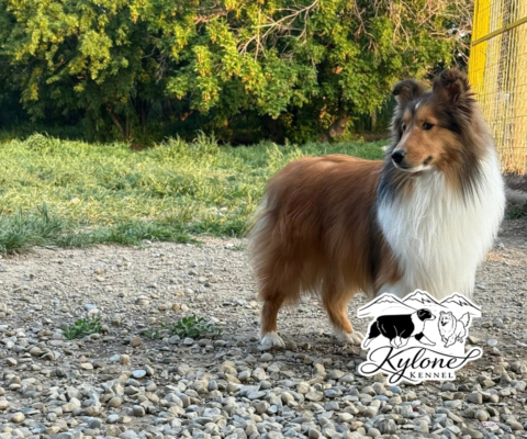 Kylone Kennels — Champion, Alberta, Canada