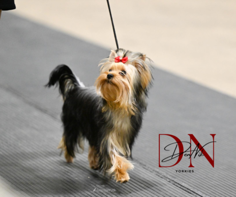 Dennik Yorkies