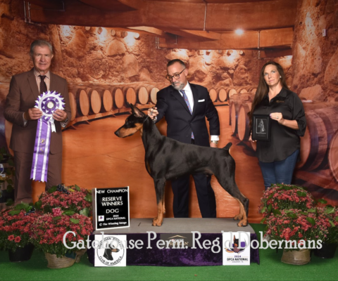 Gatehouse Dobermans — Ontario, Canada
