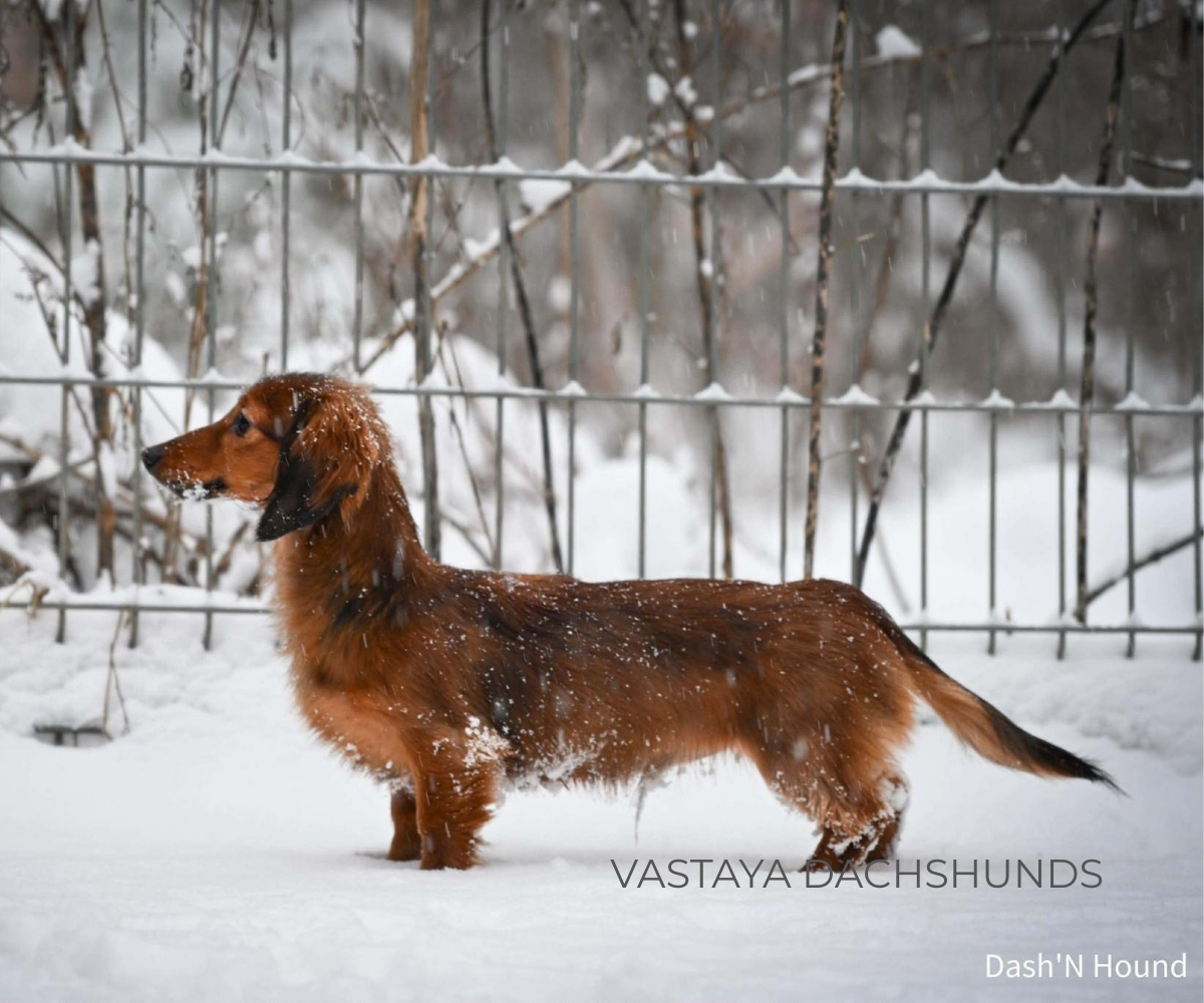 Vastaya Dachshunds