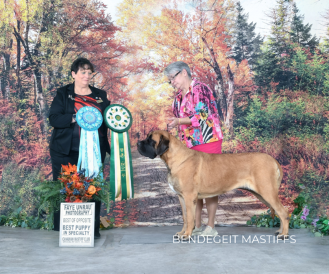 Bendegeit Mastiffs — Alberta, Canada