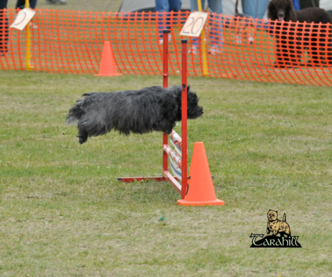 Tarahill Cairn Terriers