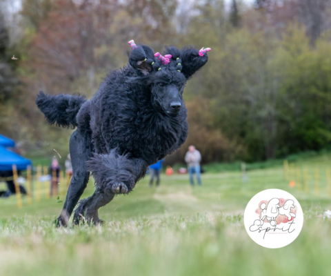 sprit Standard Poodles — Saskatoon, Saskatchewan, Canada