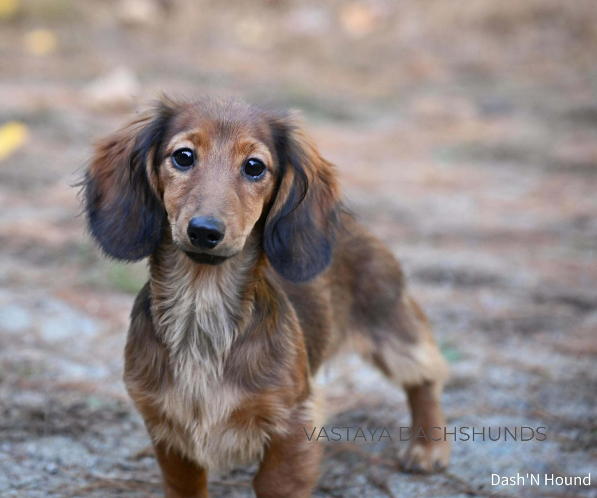 Vastaya Dachshunds