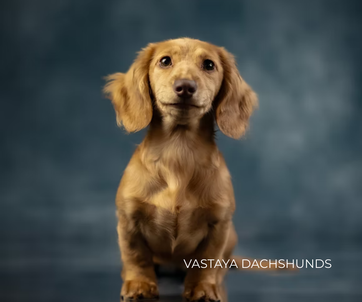 Vastaya Dachshunds