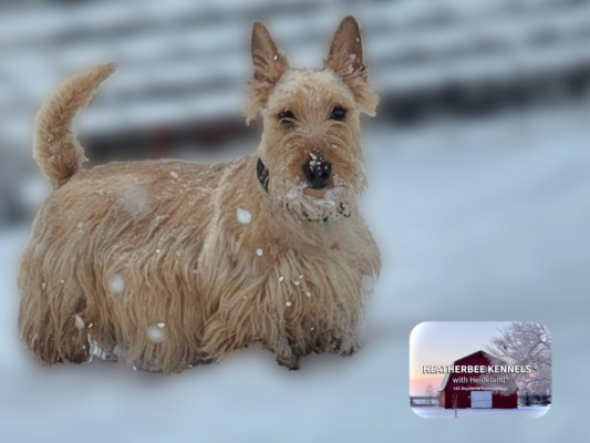 Heatherbee – Scottish Terriers