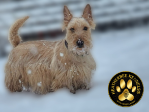 HeatherBee – Scottish Terriers