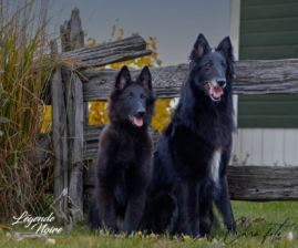 LÉGENDE NOIRE KENNEL BELGIAN SHEPHERD KENNEL BREEDING