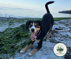 COAST MOUNTAIN ENTLEBUCHERS