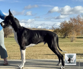 Cilka Great Danes