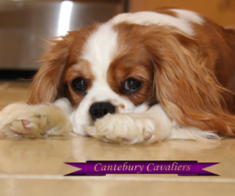 Cantebury Cavaliers | Cavalier King Charles Spaniel.