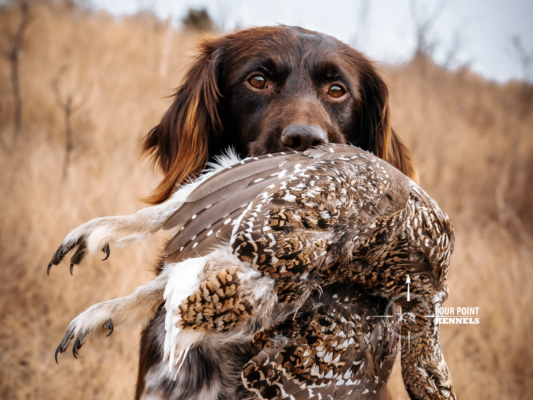 Four Point Kennels — Small Munsterlanders | Alberta, Canada