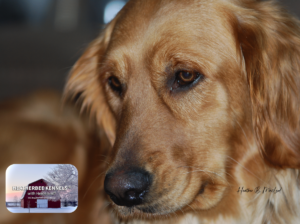 Heatherbee Kennels – Golden Retrievers