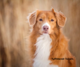 TUFFNTENDR TOLLERS | Nova Scotia Duck Tolling Retriever