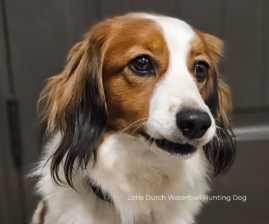 Little Dutch Waterfowl Hunting Dog | Nederlandse Kooikerhondje