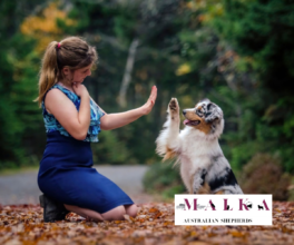 CKC Registered Australian Shepherds | Welcome to Malka Aussies