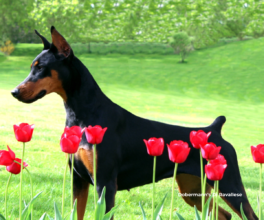 Dobermann’s Di Ravallese