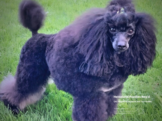 Heideland Reg Minature and Toy Poodles