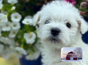 HeatherBee Kennels — West Highland White Terriers