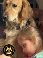 Heatherbee Kennels – Golden Retrievers