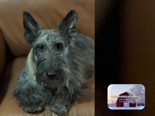 Heatherbee – Scottish Terriers