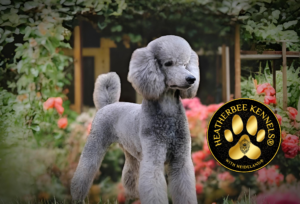 Heideland® Miniature and Toy Poodles