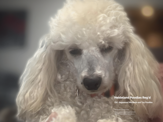 Heideland Reg Minature and Toy Poodles