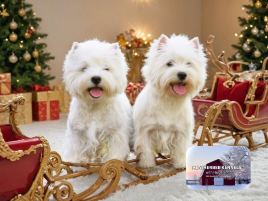 HeatherBee Kennels — West Highland White Terriers