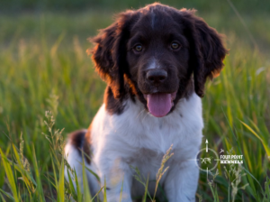 Four Point Kennels — Small Munsterlanders | Alberta, Canada