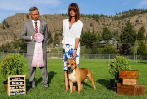 Highwood Kennel American Staffordshire Terriers