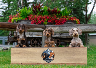 Highwood Kennel Standard Wirehaired Dachshunds, and Miniature Wirehaired Dachshunds