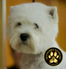 HeatherBee Kennels — West Highland White Terriers