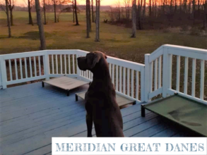 Meridian Great Danes – CKC Registered