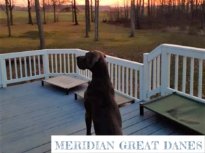 Meridian Great Danes – CKC Registered