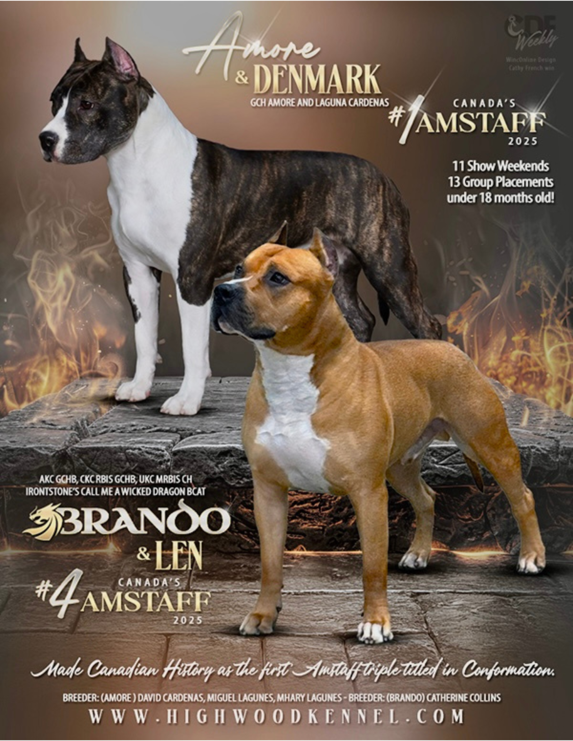 American Staffordshire Terrier Puppies