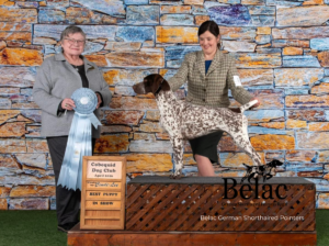 Belac German Shorthaired Pointers Reg’d