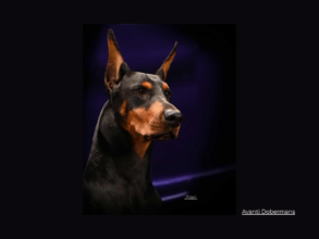 Avanti Dobermans