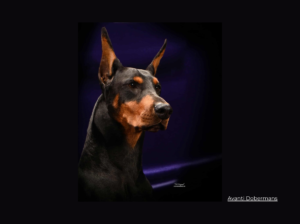 Avanti Dobermans